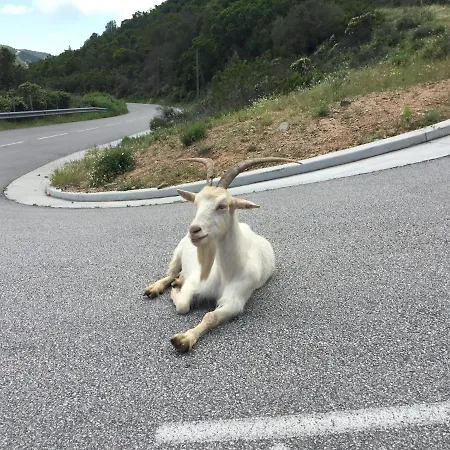 Aparthotel Les Vallons Du - Terrasse - Wifi - Clim Porticcio (Corsica)