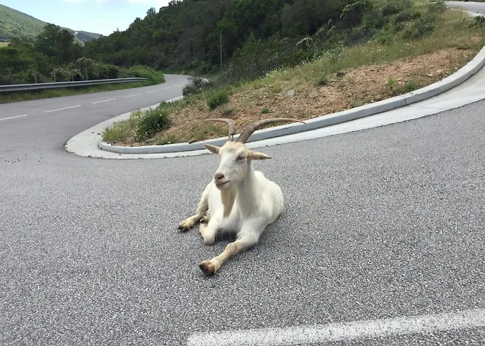 Hotel apartamentowy Les Vallons Du - Terrasse - Wifi - Clim Porticcio (Corsica)